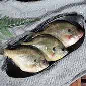 Zeevruchten Dory Vis