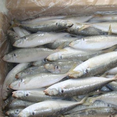 Zeevruchten Horsmakreel